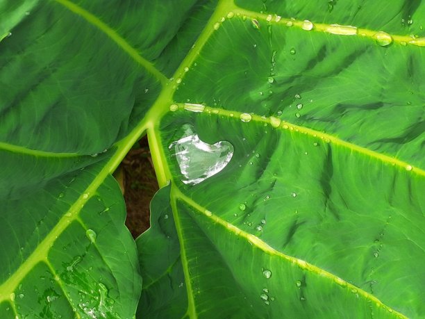 心形的水，绿色的叶子上点缀着黄色，图片下载