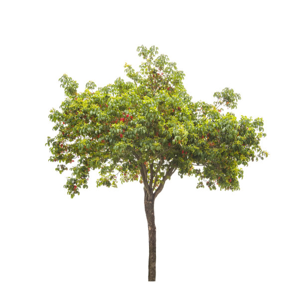 绿色的树孤立在白色的背景图片下载