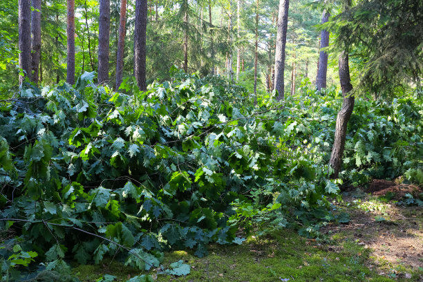 许多橡树枝已被砍伐并储存起来图片下载