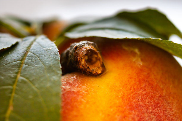 桃子梗的特写照片图片下载