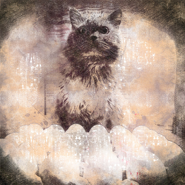 一只灰色的猫坐在一盘鸡蛋前。这只宠物即将得到宠爱。图片下载