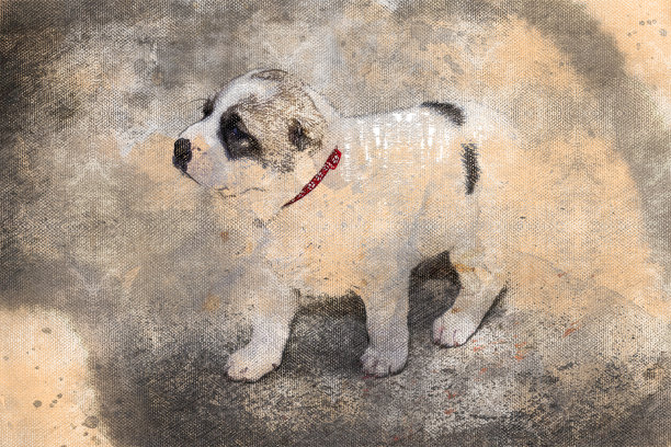小狗品种中亚牧羊犬。三个月大的宠物雪花石膏。数字水彩画。现代艺术。图片下载