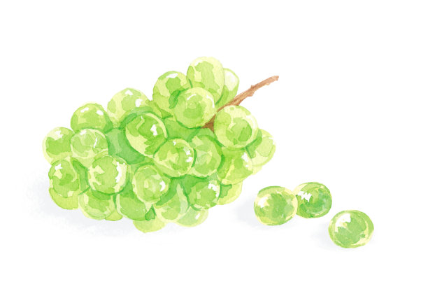 发光马斯喀特葡萄。白底水彩画。图片下载