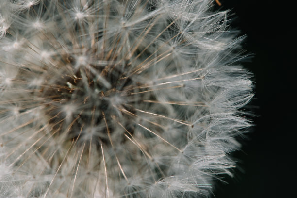 蒲公英图片下载