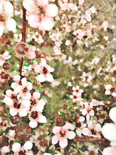 粉红色麦卢卡花的水彩插图图片下载