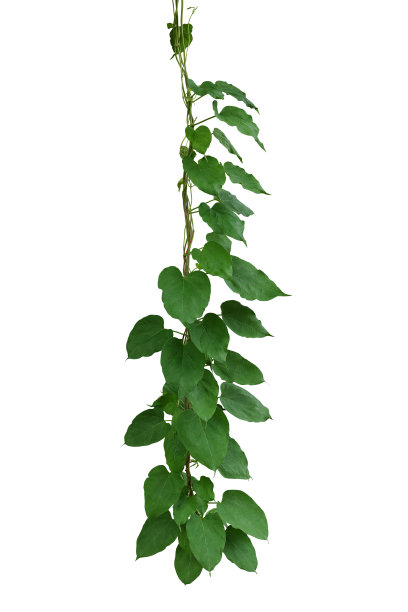 悬挂藤蔓丛林藤本植物生长在野生与心形绿色叶子孤立在白色背景与修剪路径。黄花九轮草(山茱萸)，药用山茱萸林植物。图片下载