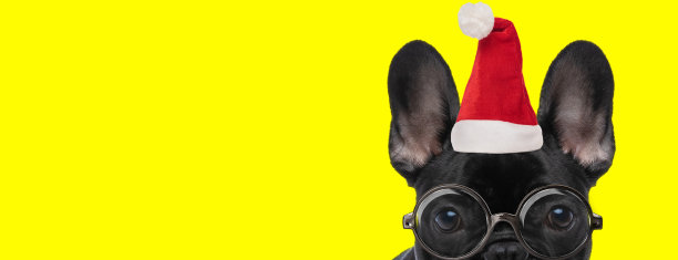 可爱的法国斗牛犬露出半张脸图片下载