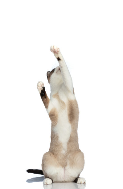 好奇的小美提斯猫试图抓住，爪子在空中图片下载