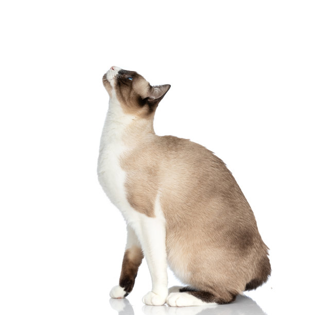 可爱的梅蒂斯小猫，蓝色的眼睛向上看，充满好奇图片下载