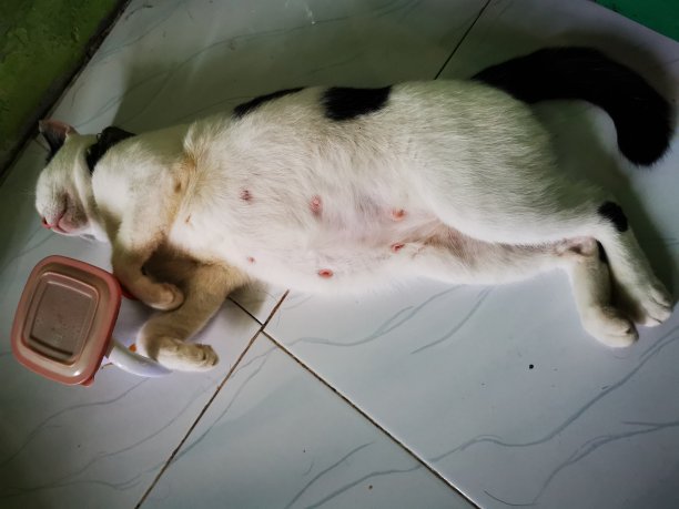 猫抱着一杯咖啡睡着了图片下载