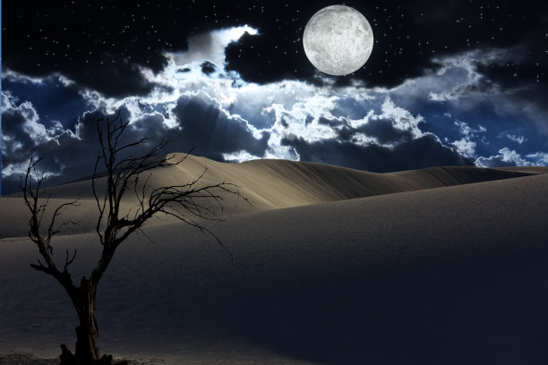 沙漠里的枯树图片下载