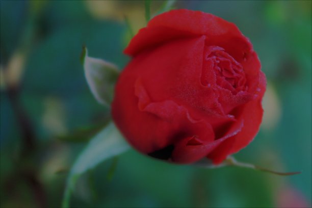 版权免费照片-玫瑰花蕾在我的花园-引人入胜的花卉背景网站，园艺博客，或广告-一个单一的玫瑰花蕾为我的爱人-自然的最好的背景-花瓣完美在这个可爱的玫瑰花蕾-鲜花照片-红玫瑰图片下载