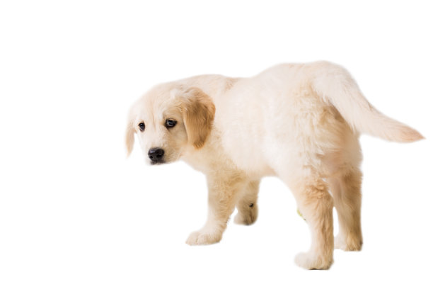 小狗金毛寻回在白色背景孤立图片下载