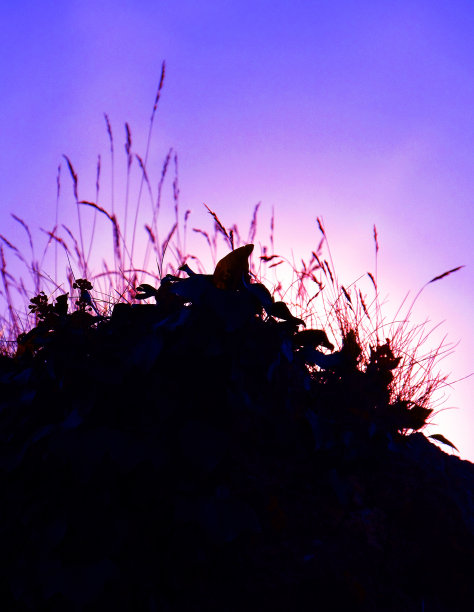 影子草图片下载