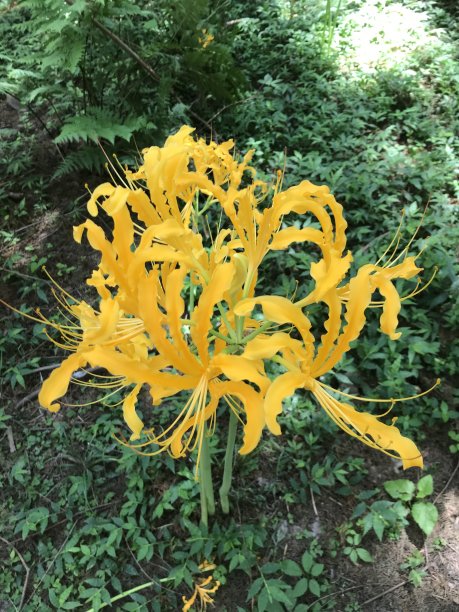 球体黄花图片下载