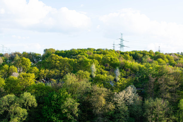绿色的森林景观图片下载