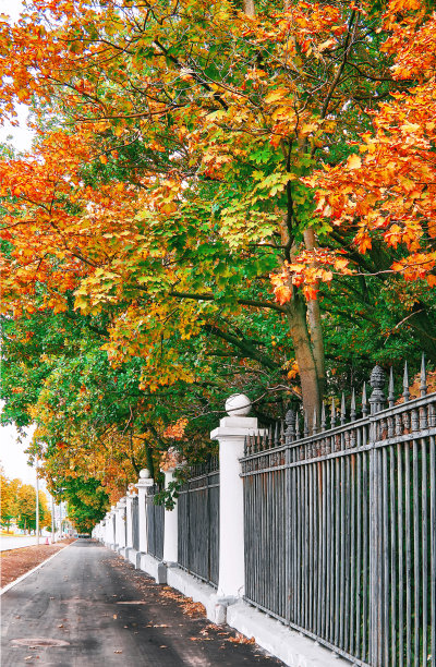 秋天的莫斯科公园里，金色的枫树小巷和柏油路图片下载