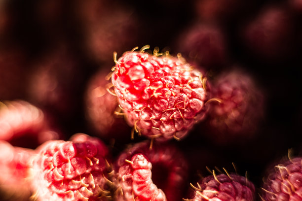 新鲜的有机成熟覆盆子-森林水果图片下载