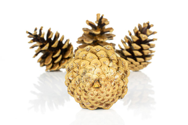 白松果图片下载