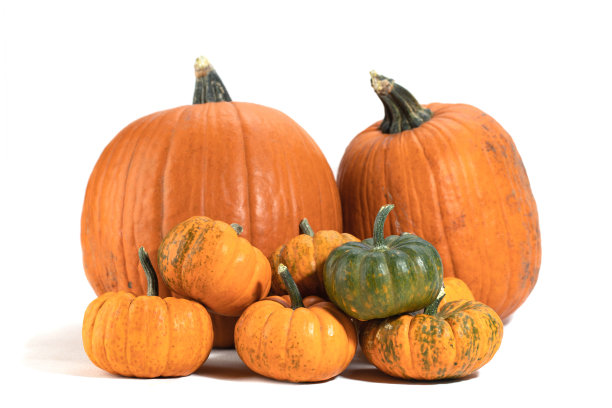 一组大的和小的有机南瓜在白色的背景。秋天的收获。图片下载