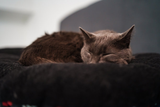 优雅的俄罗斯蓝猫在她的宠物床上打盹图片下载