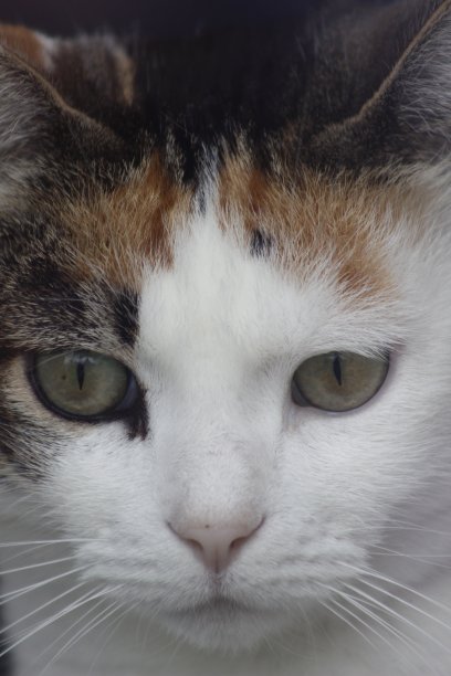 严重的猫图片下载