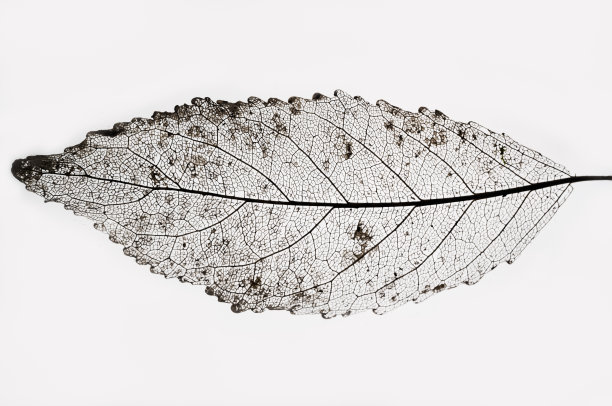 白色背景的旧叶子。图片下载