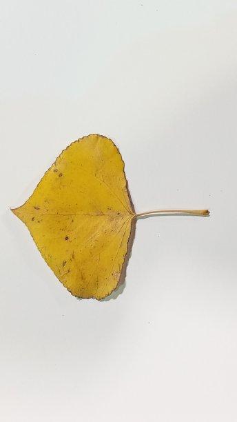 美丽多彩的秋叶白杨树孤立在白色的背景。图片下载