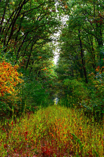 漫步在树林里图片下载