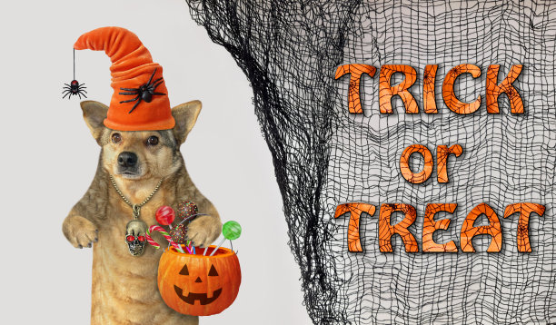 戴着帽子的狗和蜘蛛一起提着水桶图片下载