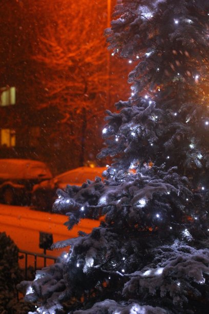 圣诞树图片下载