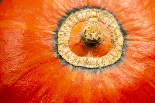 短干干干的橙色南瓜。图片下载