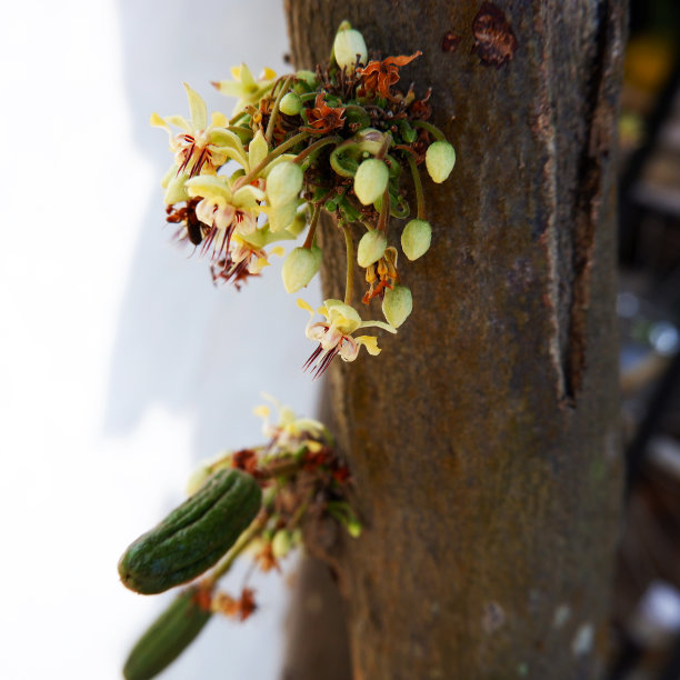 巧克力树图片下载