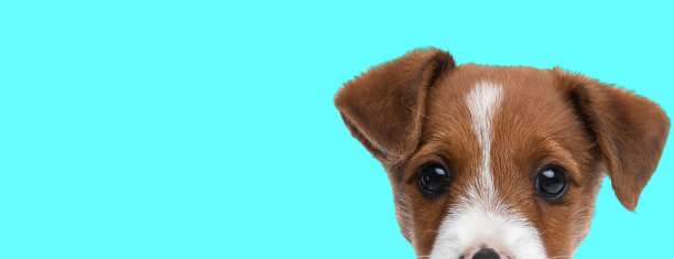 漂亮的杰克罗素小猎犬遮住了他的脸图片下载
