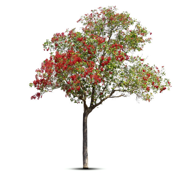 树和花红色，图片下载