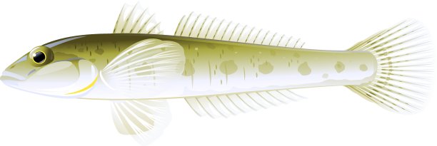 白色背景下鱼的特写镜头图片下载