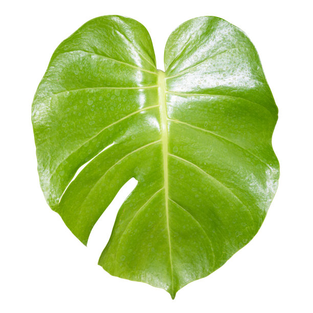 热带的绿叶形状的爱的心孤立在白色的背景与修剪路径。图片下载