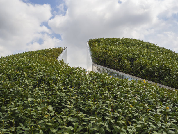 园林的景观设计，灌木拔地而起，夏季在公园里。一种具有自然设计理念的有利于建设的灌木图片下载