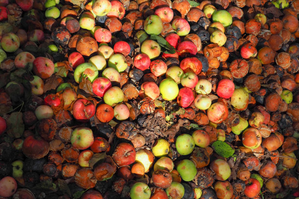 饱和的背景腐烂的苹果在阳光下，作物剩余，收获，堆肥图片下载