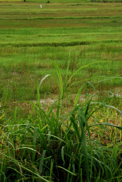 除稻田里的草图片下载