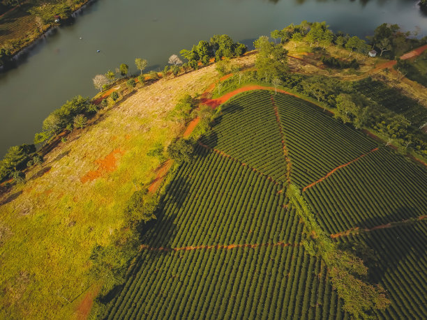 越南林东省宝禄市潭洲茶园鸟瞰图图片下载