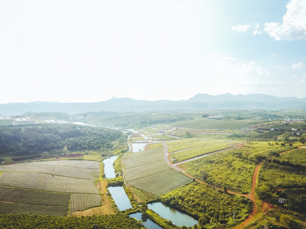 越南林东省宝禄市潭洲茶园鸟瞰图图片下载