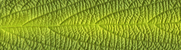 绿色离开纹理图片下载