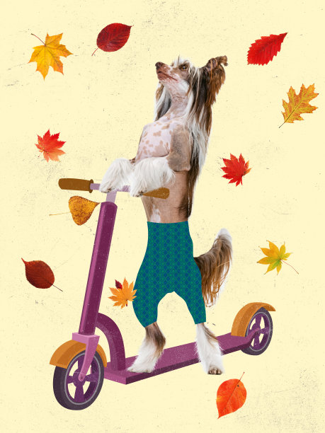 当代艺术拼贴，现代创意设计。理念，灵感，关怀，时尚杂志风格。狗骑滑板车。秋天的心情图片下载