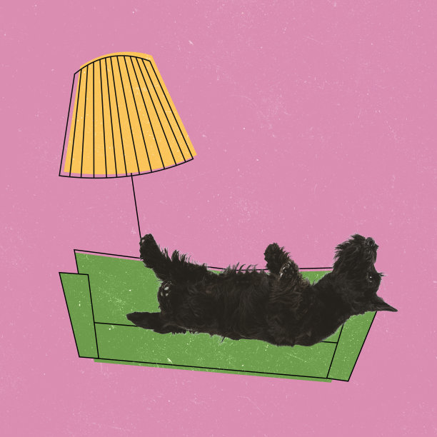 当代艺术拼贴，现代创意设计。理念，灵感，关怀，时尚杂志风格。狗在沙发上休息图片下载