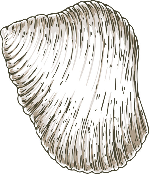 肋白色贝壳图片下载
