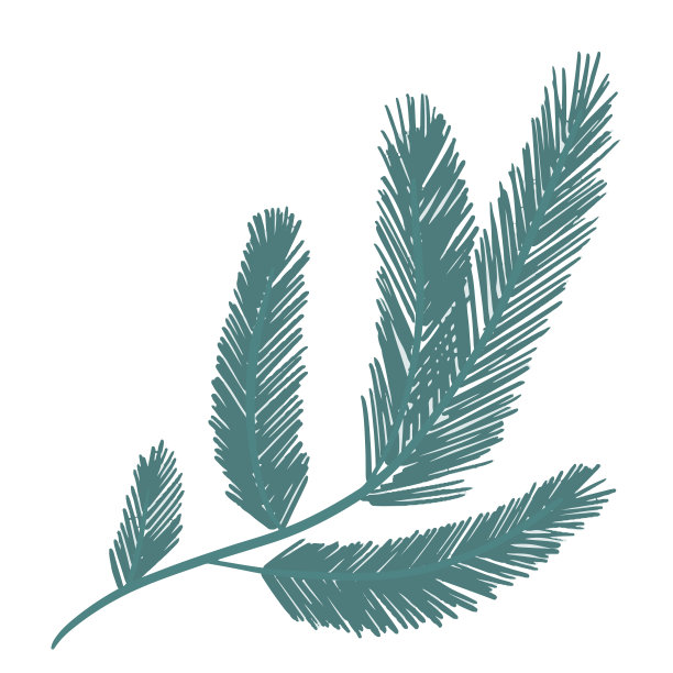冷杉树枝孤立在白色背景上。简单的手绘植物极简圣诞节，新年，冬季假期设计元素剪辑艺术矢量插图图片下载
