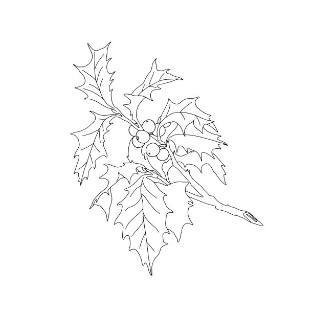 单色冬青枝(冬青属)。图片下载