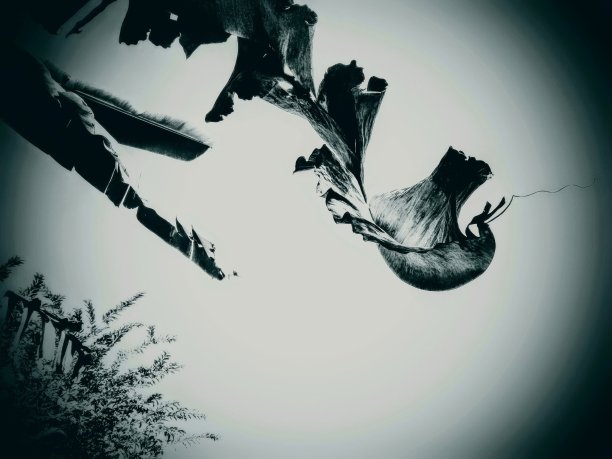 香蕉叶伸出图片下载