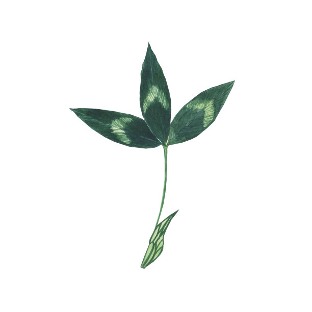 水彩三叶草叶子孤立在白色的背景。关闭植物绿色部分。手绘插图。图片下载